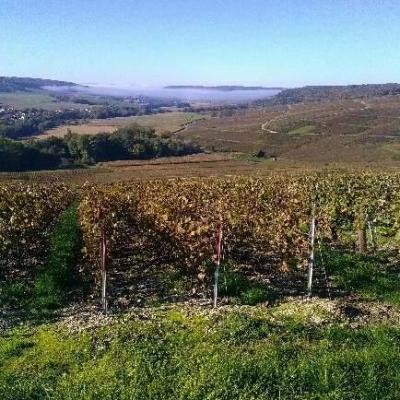 Vignes